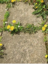 1 L Doff Advanced Glyphosate Knockdown Weed killer Spray Kills Weeds/Roots - Image 3